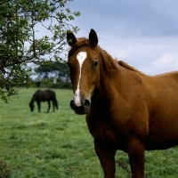 Picture of donau flamme, trakehner mare at gestÃ¼t rantzau