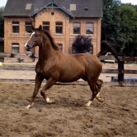 Picture of donau flamme, trakehner mare trotting in paddock at trakehner gestÃ¼t rantzau