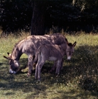 Picture of donkey and foal in the shade of a tree