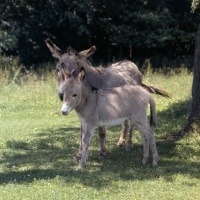 Picture of donkey and foal in the shade