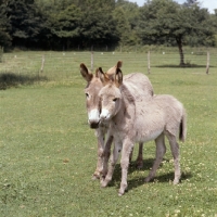 Picture of donkey and foal nuzzling