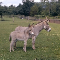Picture of donkey and foal together