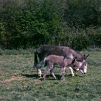 Picture of donkey and foal walking together