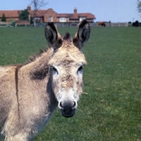 Picture of donkey at ridgeway house farm, portrait