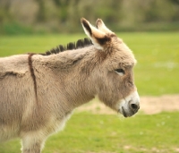 Picture of Donkey dozing of