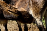 Picture of donkey foal drinking milk