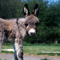 Picture of donkey foal looking at camera