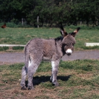 Picture of donkey foal looking lost