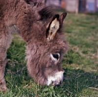 Picture of donkey grazing head study