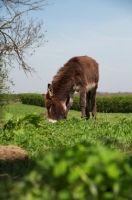 Picture of Donkey grazing in field