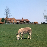 Picture of donkey grazing on a farm