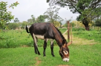 Picture of Donkey grazing