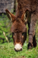 Picture of Donkey grazing