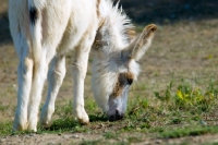 Picture of donkey grazing