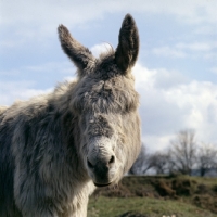 Picture of donkey head study