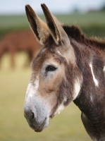 Picture of Donkey head study