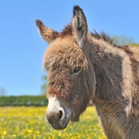 Picture of donkey in buttercup field