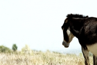 Picture of donkey in dry landscape