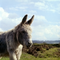 Picture of donkey in field