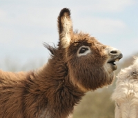 Picture of Donkey in profile