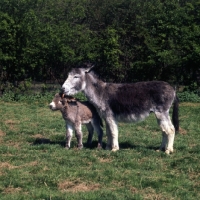 Picture of donkey licking her foal's head