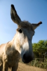 Picture of donkey looking at camera