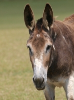 Picture of Donkey looking at camera