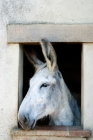 Picture of donkey looking out of a window