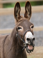 Picture of Donkey, mouth open