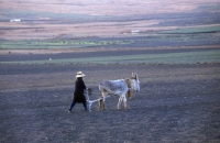 Picture of donkey ploughing on lanzarote