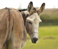 Picture of Donkey portrait