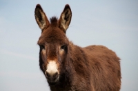 Picture of Donkey portrait