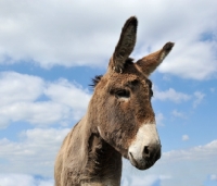 Picture of donkey portrait