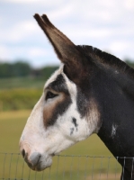 Picture of Donkey portrait