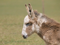 Picture of Donkey profile