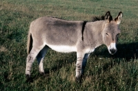 Picture of donkey side view