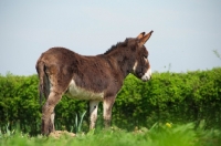 Picture of Donkey side view
