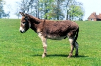 Picture of donkey side view