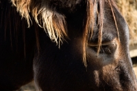 Picture of donkey stallion head