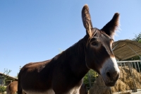 Picture of donkey stallion