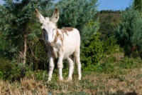 Picture of donkey standing amongst greenery