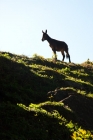 Picture of donkey standing on a hill, silhouette