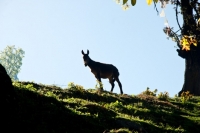 Picture of donkey standing on a hill