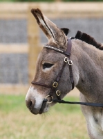 Picture of Donkey wearing bridle, profile
