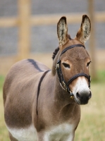 Picture of Donkey wearing bridle