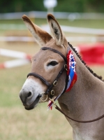 Picture of Donkey wearing rosette and bridle