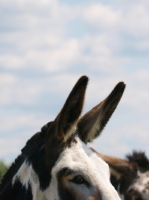 Picture of donkey with ears up
