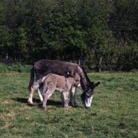Picture of donkey with her foal nuzzling