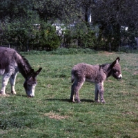 Picture of donkey with her foal