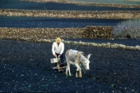 Picture of donkey working on lanzarote, canary islands